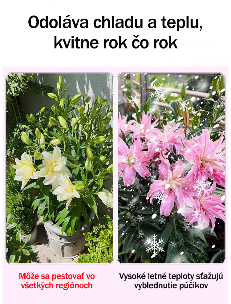 [Voňavejšie ako parfum]Cibuľky ľalií Four Seasons voňajú tisíce kilometrov ďaleko, kvitnú každý rok-SK