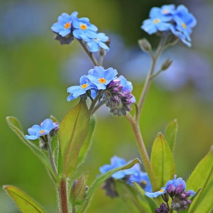 „Blue Memory Forget-Me-Not“ sėklos – patikrintos kokybės sodo žiedai 🌿💙-LT