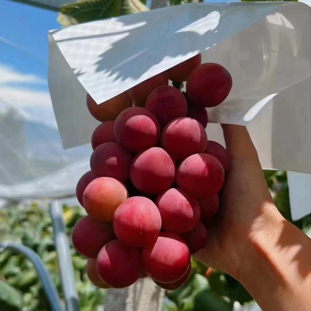 Ograničena nova sorta – sjemenke grožđa Queen Nina za slatke, sočne vrtne berbe 🍇-HR