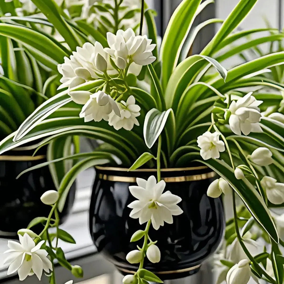 Σπόροι/Βολβοί Φυτού Αράχνης Grand Bloom 💐 Το Κρεμαστό Αριστούργημα Χρώματος & Χάρης της Φύσης-GR