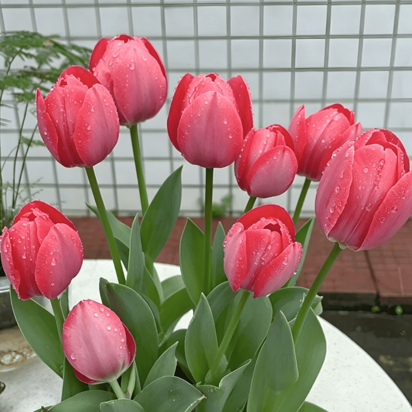 🌷Retos tulpių sėklos – spalvingi pavasario žiedai vazonams, apvadams ir sodams-LT