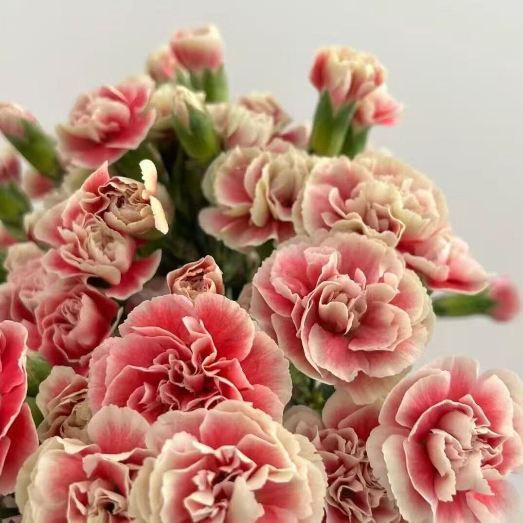 Kvapnus sodo žavesys – auginkite klasikinius gvazdikus, kurie daro įspūdį kiekvieną sezoną🌺-LT