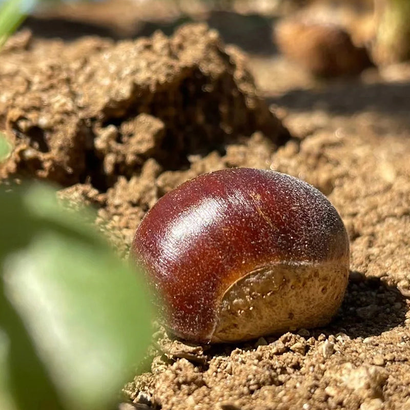 Σπόροι ιπποκαστανιάς νάνου – γλυκοί και αρωματικοί ξηροί καρποί-GR