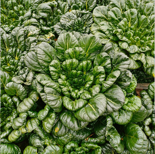 Semillas de Brassica Narinosa (WuTat Choy)-ES