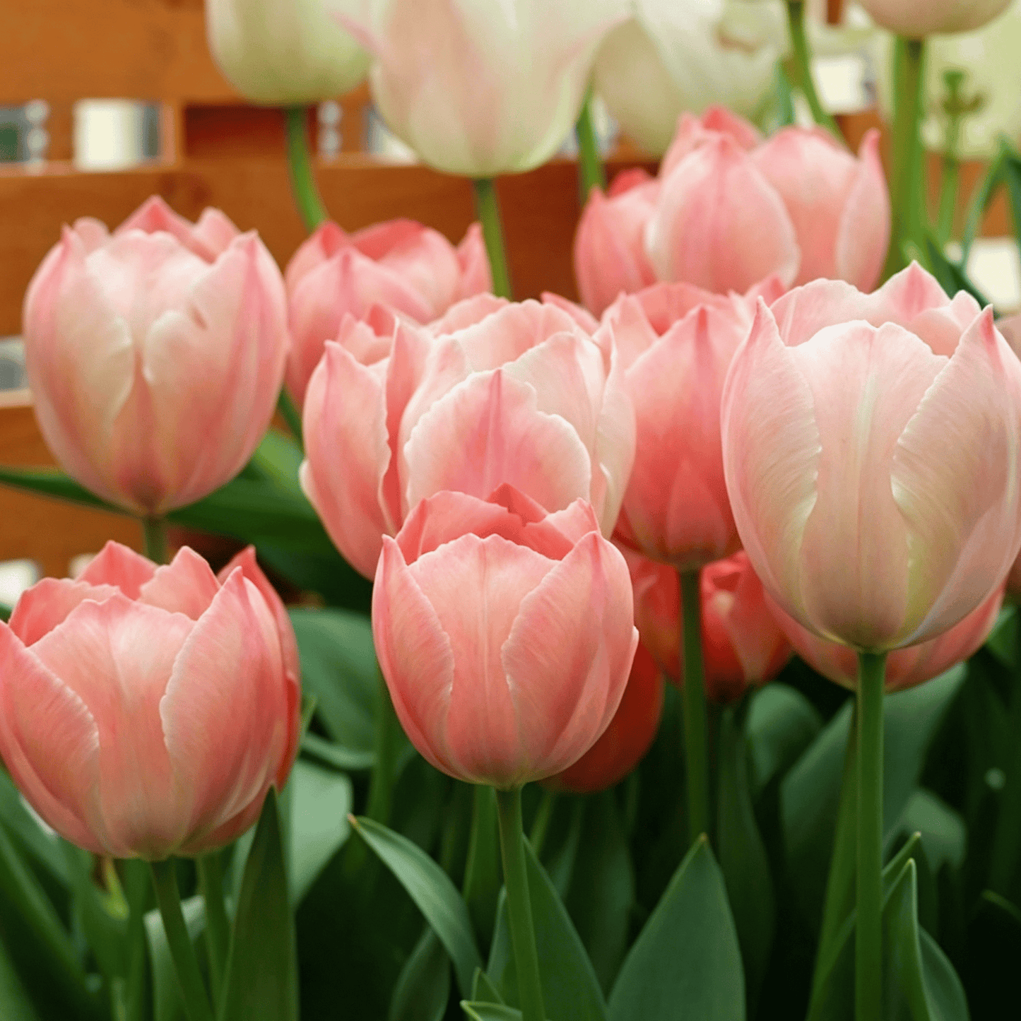 🌷Retos tulpių sėklos – spalvingi pavasario žiedai vazonams, apvadams ir sodams-LT