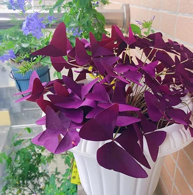 💜Čebulice vijolične kislice sreče-SI