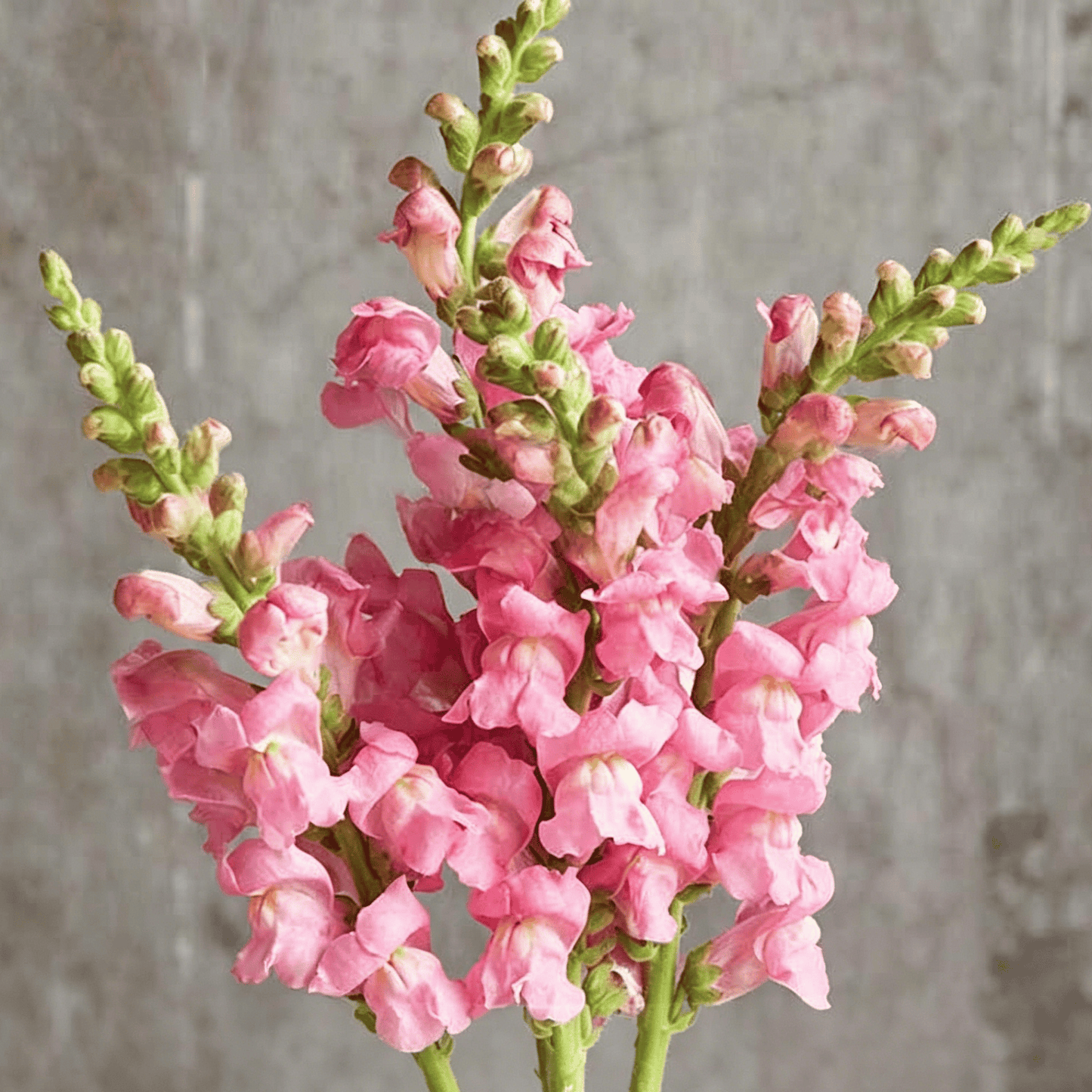 Sjemenke Royal Garden Snapdragon – izbor vrtlara za visoke, šarene cvjetove rezanog cvijeća 🌸-HR