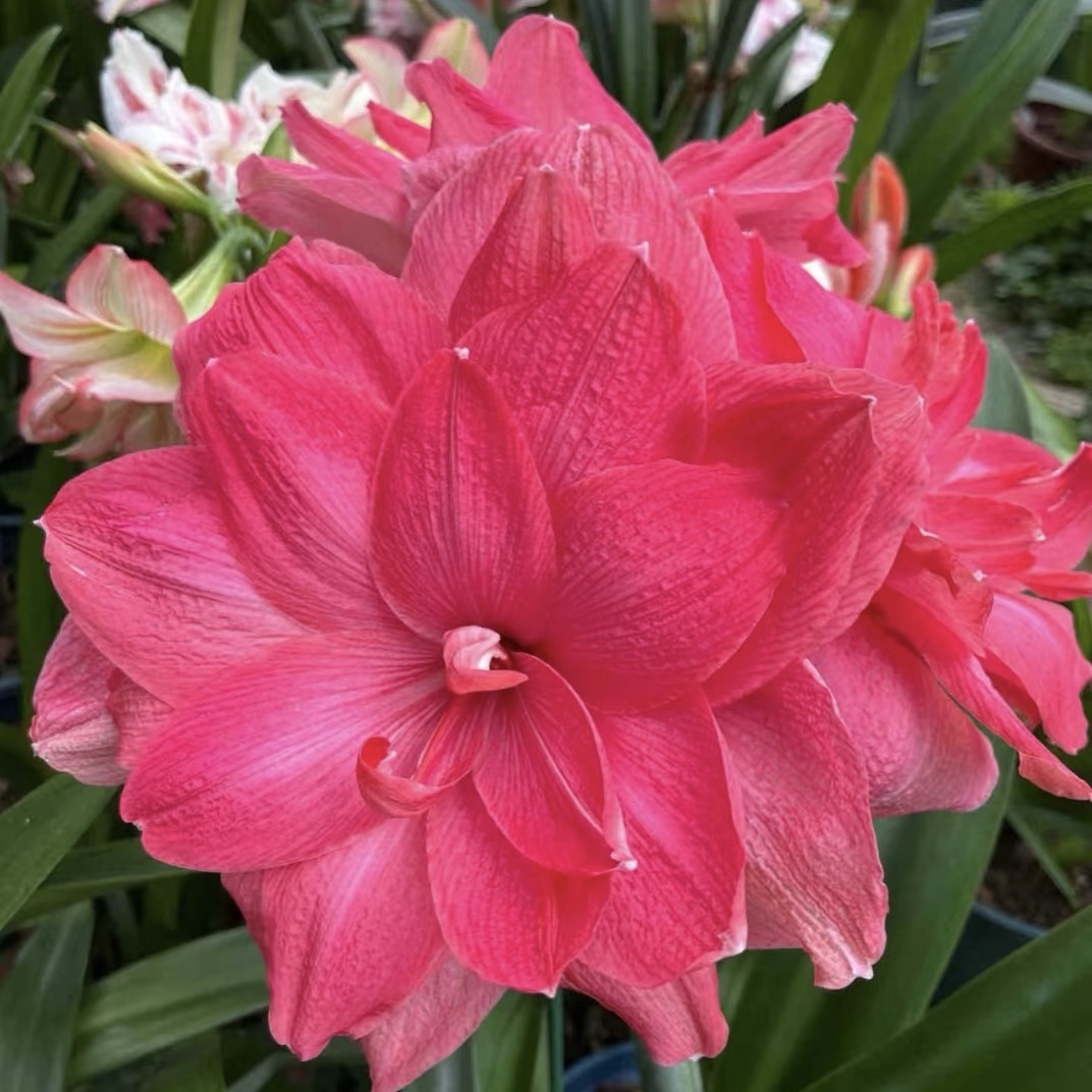 Bulbos de amarilis de flores dobles🌼-ES