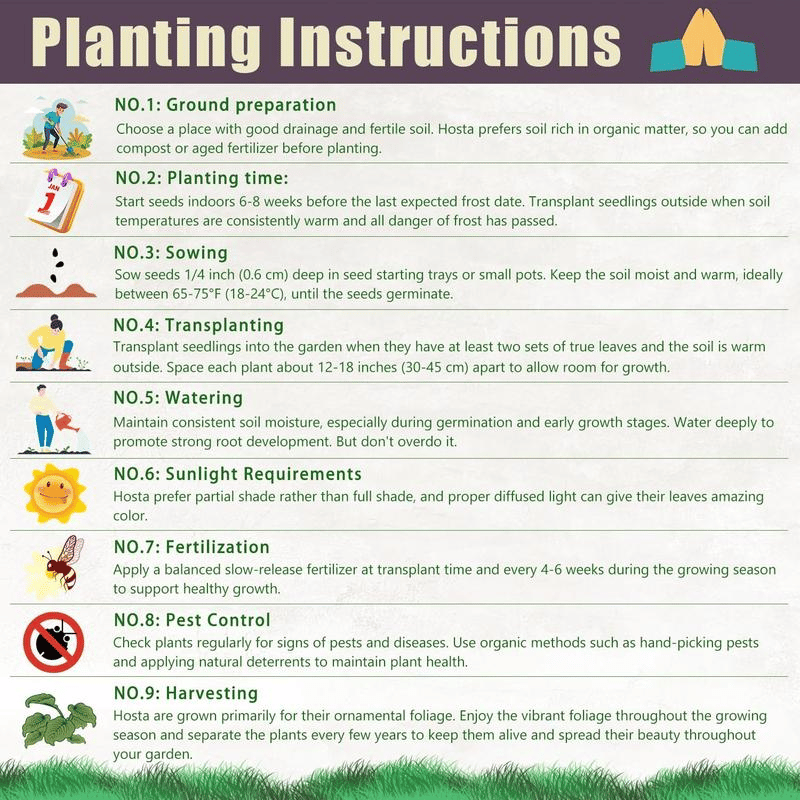 🌿 Redke čebulice hoste🎁 Posebna ponudba 2025-SI