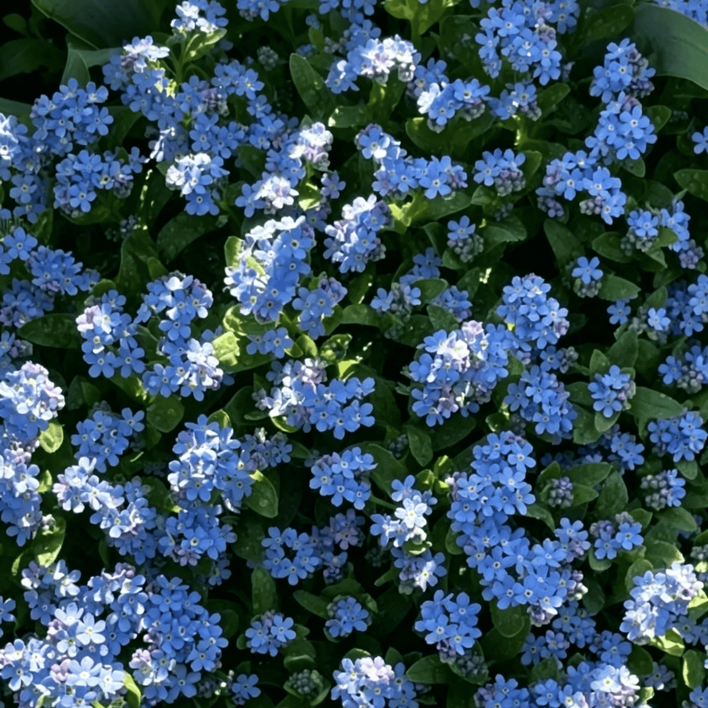 „Blue Memory Forget-Me-Not“ sėklos – patikrintos kokybės sodo žiedai 🌿💙-LT