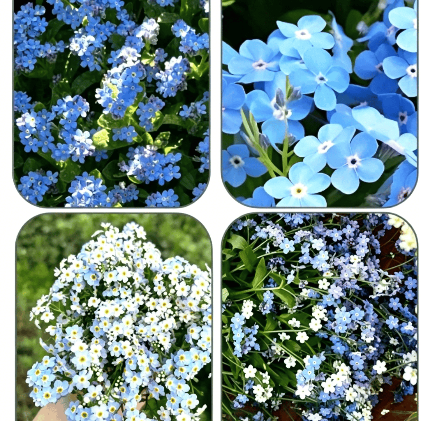 „Blue Memory Forget-Me-Not“ sėklos – patikrintos kokybės sodo žiedai 🌿💙-LT
