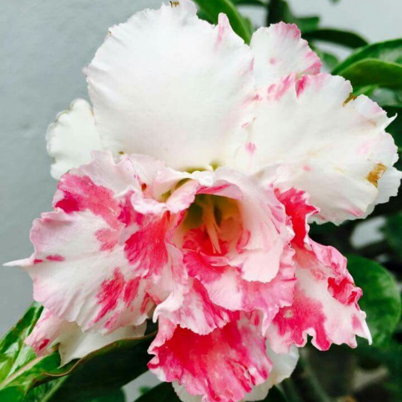 🔥Καλλιεργήστε τη Βασίλισσα της Ερήμου – τώρα σε μειωμένη τιμή!🎁 😍Λατρεύει την άνθιση, έχει μεγάλη περίοδο ανθοφορίας 🌵 Τριαντάφυλλο της Ερήμου-GR