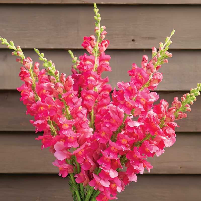 Sjemenke Royal Garden Snapdragon – izbor vrtlara za visoke, šarene cvjetove rezanog cvijeća 🌸-HR