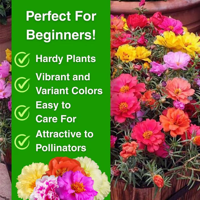 💫🌸PIRK 1, GAUK 1 NEMOKAMAI | Samaninės rožės🌿Daugiamečių gėlių sėklos su augalų augimo papildais-LT