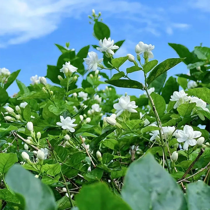 ZADNJI DAN PROMOCIJA 35 % POPUSTA 🌸 Lončnica jasmina (🌱Zagotovljeno preživetje: Brezplačna zamenjava🌿)-SI