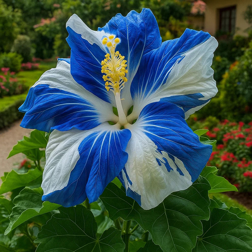 🔥 VROČA RAZPRODAJA - 50 % POPUST 🔥🌸 Semena dvojnega hibiskusa - enostavna za gojenje 🌸-SI