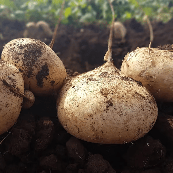 Ekskluzivna ponudba💥Bogato, sočno in hranljivo hrustljavo sadje - sladka jikama za sajenje doma🍠-SI