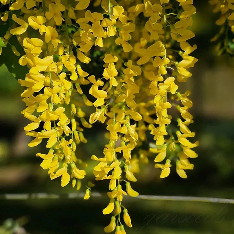 🌸Visterijos sėklos – sodo grožis, žydintis visus metus💗-LT
