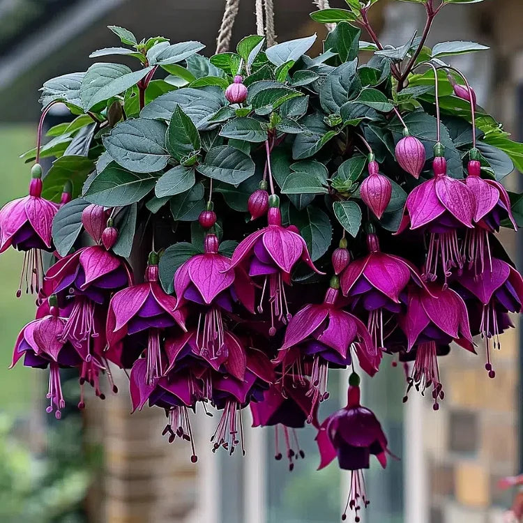 🌺Semillas de fucsia - Flor de linterna-ES