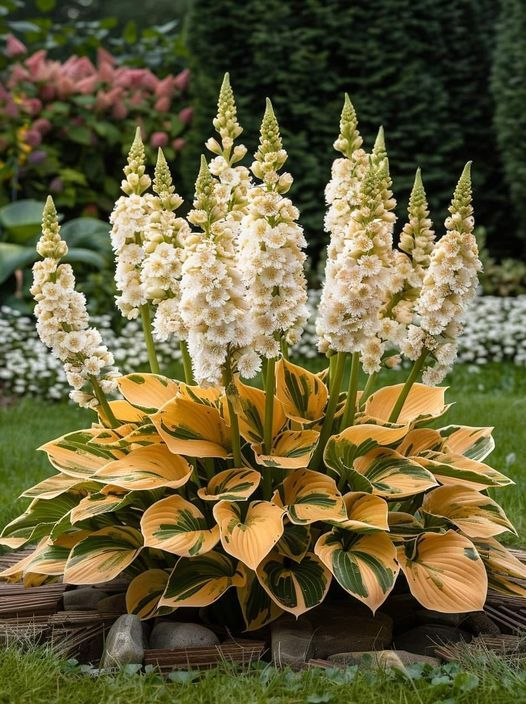 Hardy Beauty: Hosta gėlės, atsparios pavėsiui ir šalčiui-LT