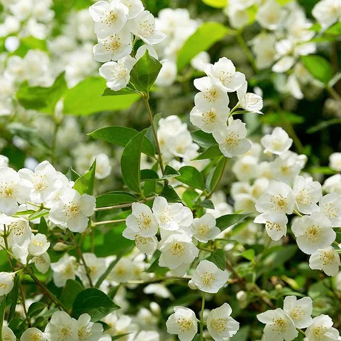ZADNJI DAN PROMOCIJA 35 % POPUSTA 🌸 Lončnica jasmina (🌱Zagotovljeno preživetje: Brezplačna zamenjava🌿)-SI