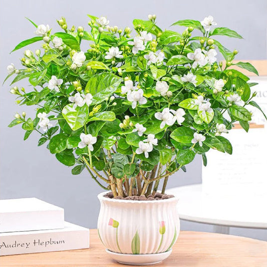 Διπλοί σπόροι γιασεμιού-GR