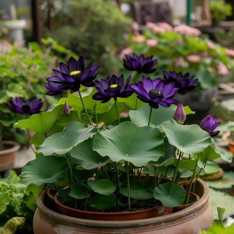 💮Vidurnakčio violetinės lotoso sėklos-LT