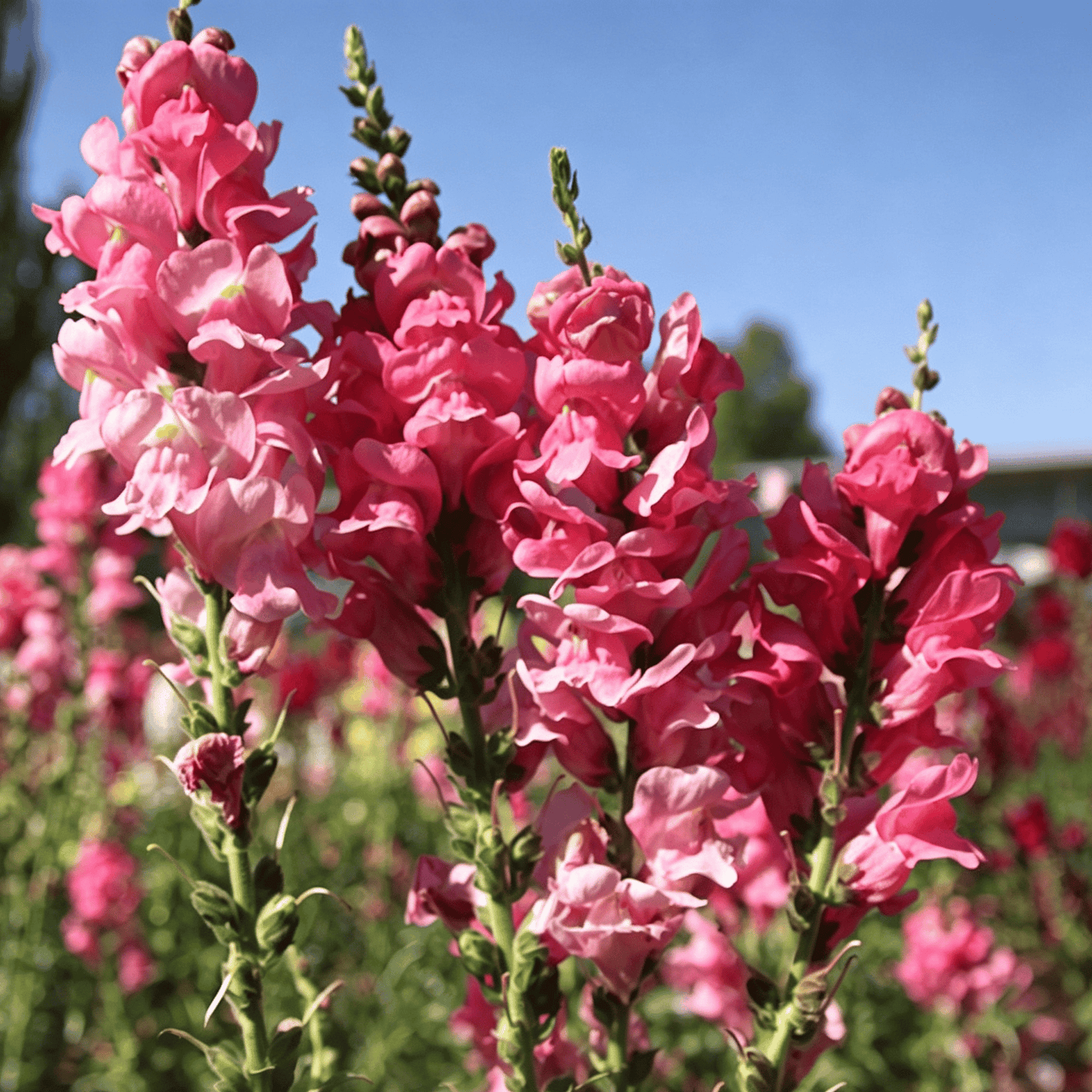 Sjemenke Royal Garden Snapdragon – izbor vrtlara za visoke, šarene cvjetove rezanog cvijeća 🌸-HR