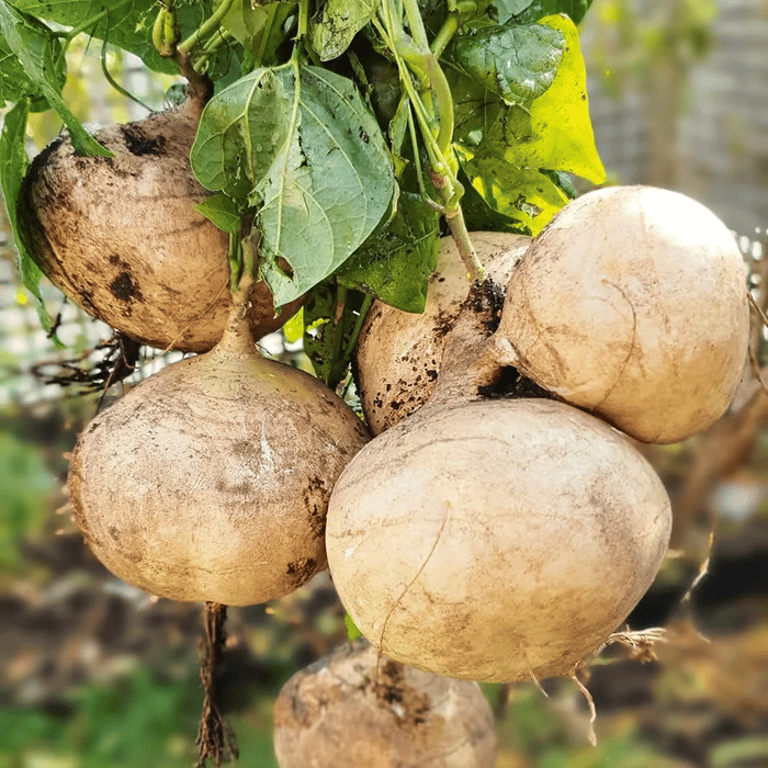 Ekskluzivna ponudba💥Bogato, sočno in hranljivo hrustljavo sadje - sladka jikama za sajenje doma🍠-SI