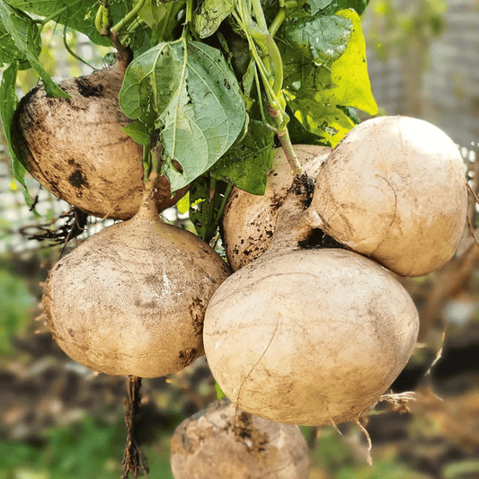 Oferta exclusiva💥Fruta crujiente rica, jugosa y nutritiva: jícama dulce para plantar en casa🍠-ES