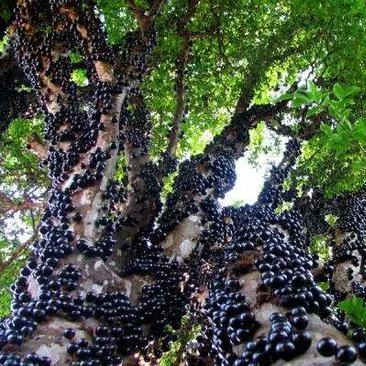 Semillas de uva jabuticaba-ES