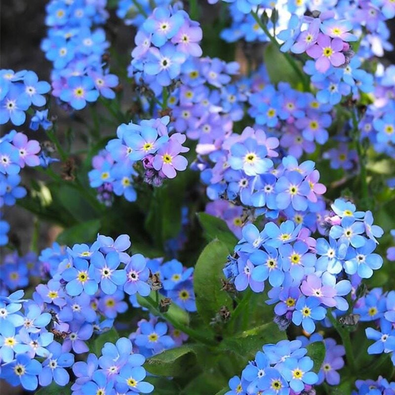 „Blue Memory Forget-Me-Not“ sėklos – patikrintos kokybės sodo žiedai 🌿💙-LT