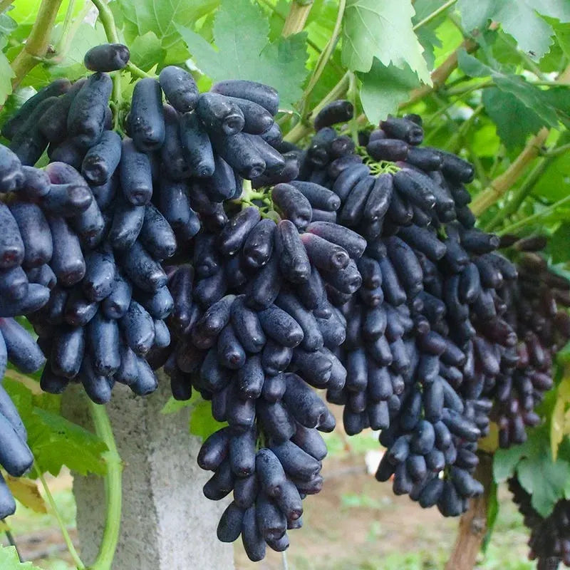 🔥 POSLEDNÝ DEŇ AKCIA 30% ZĽAVA 💜 Sladké zafírové hrozno (vzácne odrody hrozna) 🍇-SK