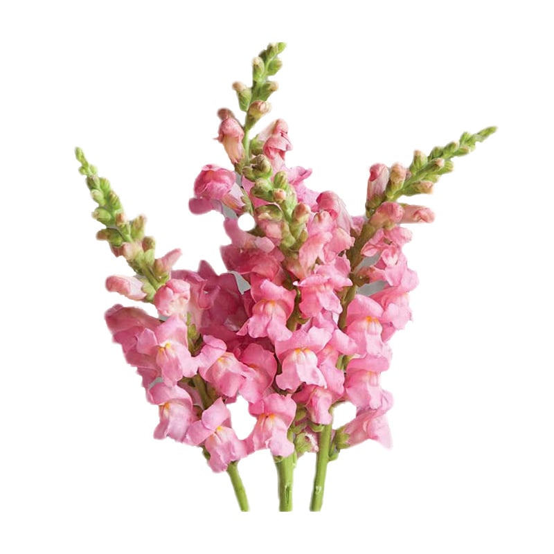 Sjemenke Royal Garden Snapdragon – izbor vrtlara za visoke, šarene cvjetove rezanog cvijeća 🌸-HR
