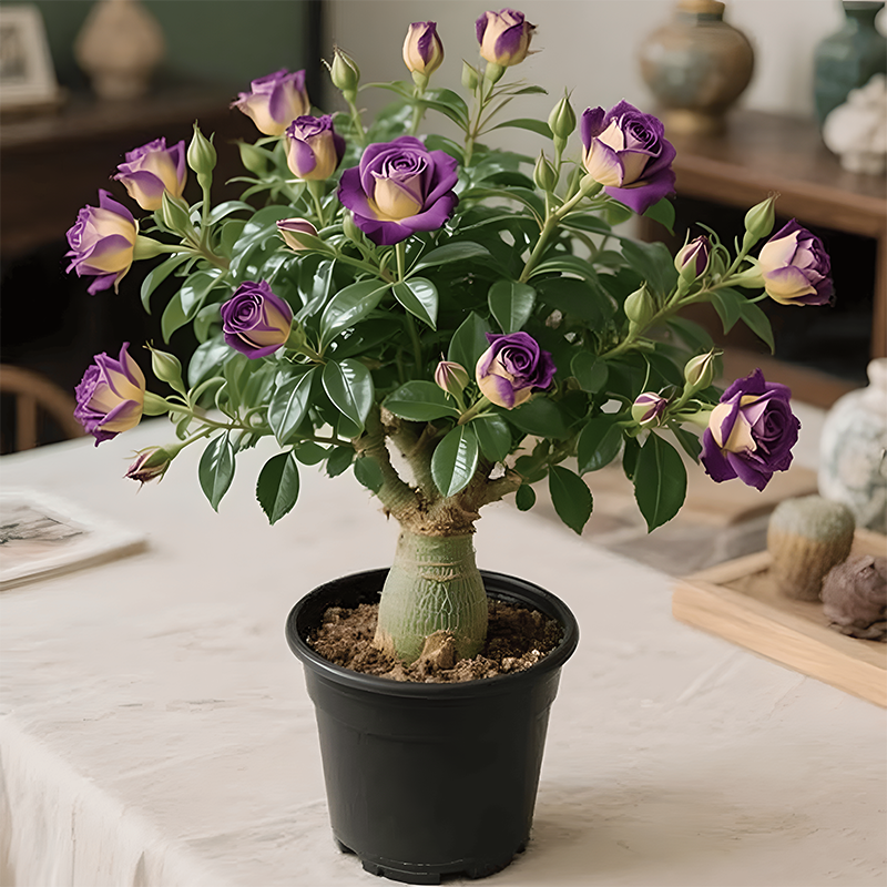 🌵🌺Βολβοί τριαντάφυλλου της ερήμου-GR