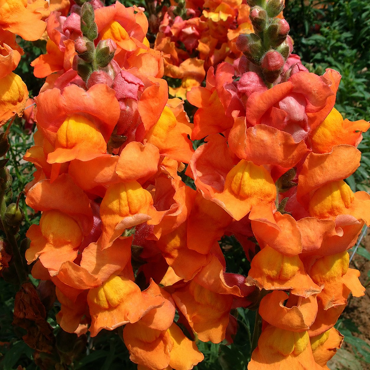 Sjemenke Royal Garden Snapdragon – izbor vrtlara za visoke, šarene cvjetove rezanog cvijeća 🌸-HR
