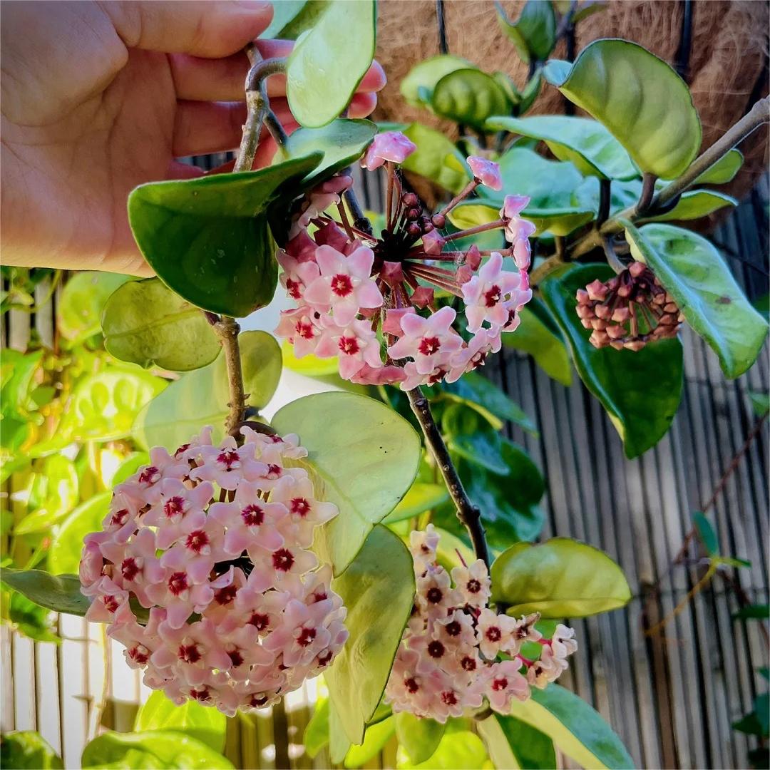 ✨Λαμπτήρες Hoya – Αστέρια που πέφτουν από τον ουρανό✨-GR