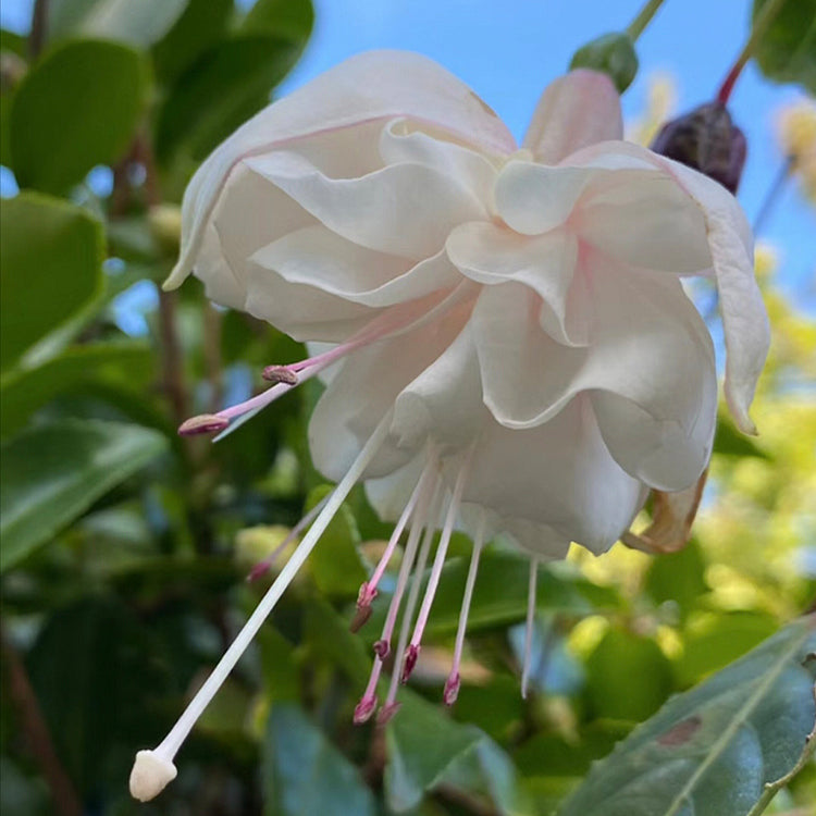 🌺Semillas de fucsia - Flor de linterna-ES