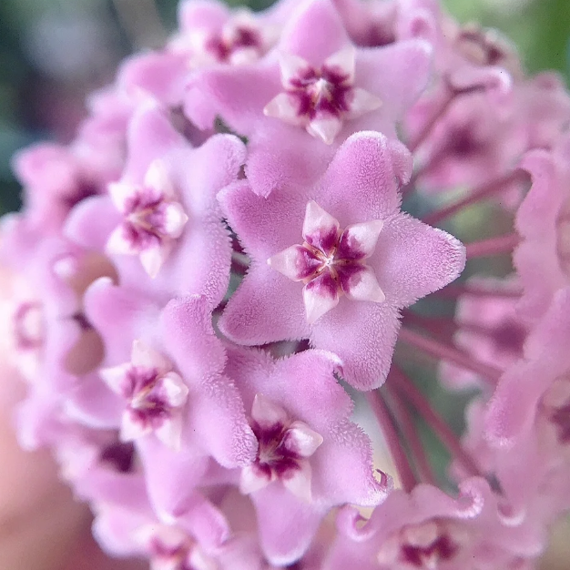 ✨Λαμπτήρες Hoya – Αστέρια που πέφτουν από τον ουρανό✨-GR