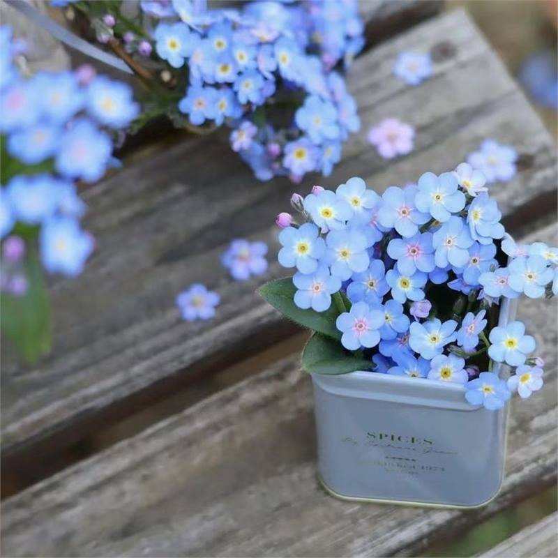 „Blue Memory Forget-Me-Not“ sėklos – patikrintos kokybės sodo žiedai 🌿💙-LT