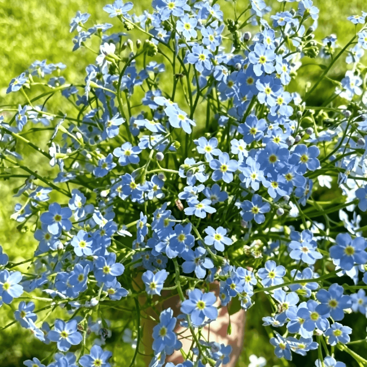 „Blue Memory Forget-Me-Not“ sėklos – patikrintos kokybės sodo žiedai 🌿💙-LT