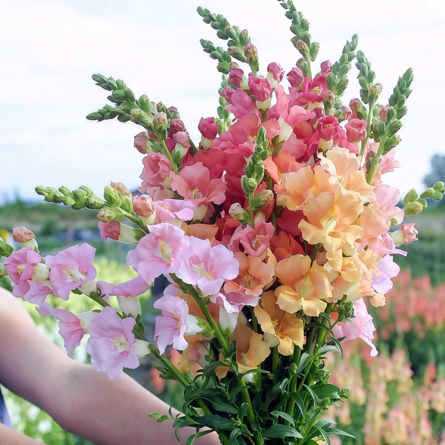 Sjemenke Royal Garden Snapdragon – izbor vrtlara za visoke, šarene cvjetove rezanog cvijeća 🌸-HR