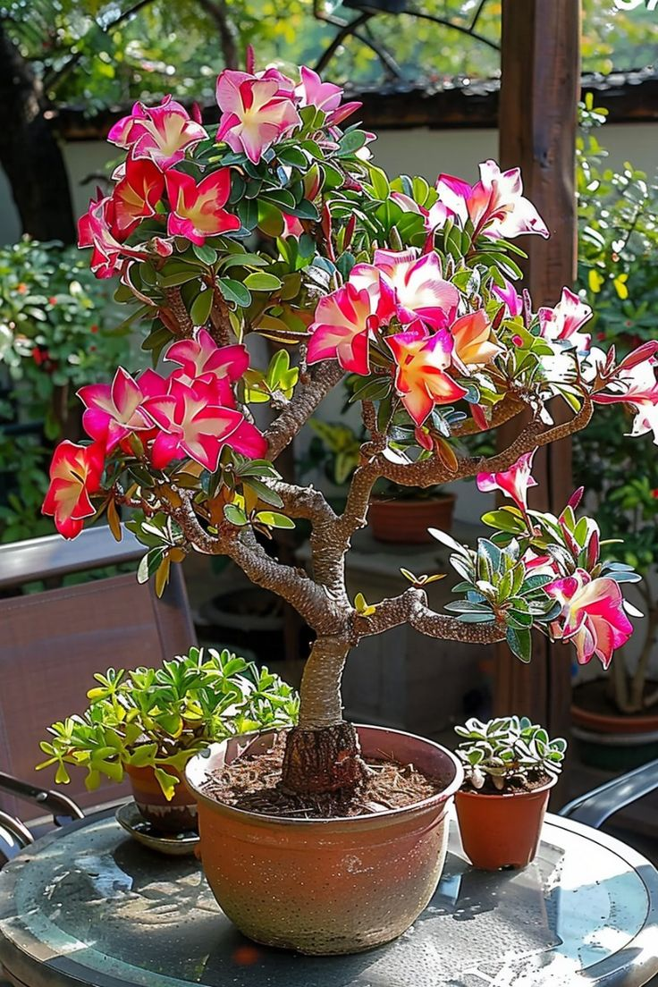 🔥Καλλιεργήστε τη Βασίλισσα της Ερήμου – τώρα σε μειωμένη τιμή!🎁 😍Λατρεύει την άνθιση, έχει μεγάλη περίοδο ανθοφορίας 🌵 Τριαντάφυλλο της Ερήμου-GR