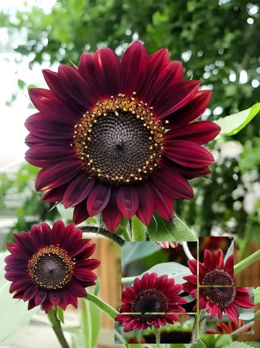 Hibridna sončnična semena Red Wave-SI