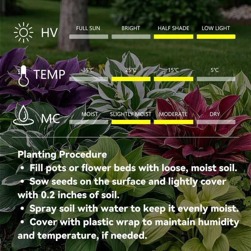 💥Oferta especial 2025 🌌Semillas de Hosta Midnight Purple Heart, una planta perenne que ama la sombra para el jardín-ES