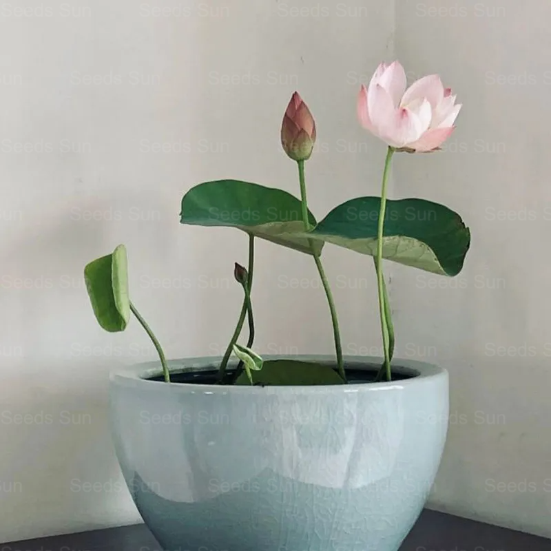 Lotoso sėklų dubuo-LT