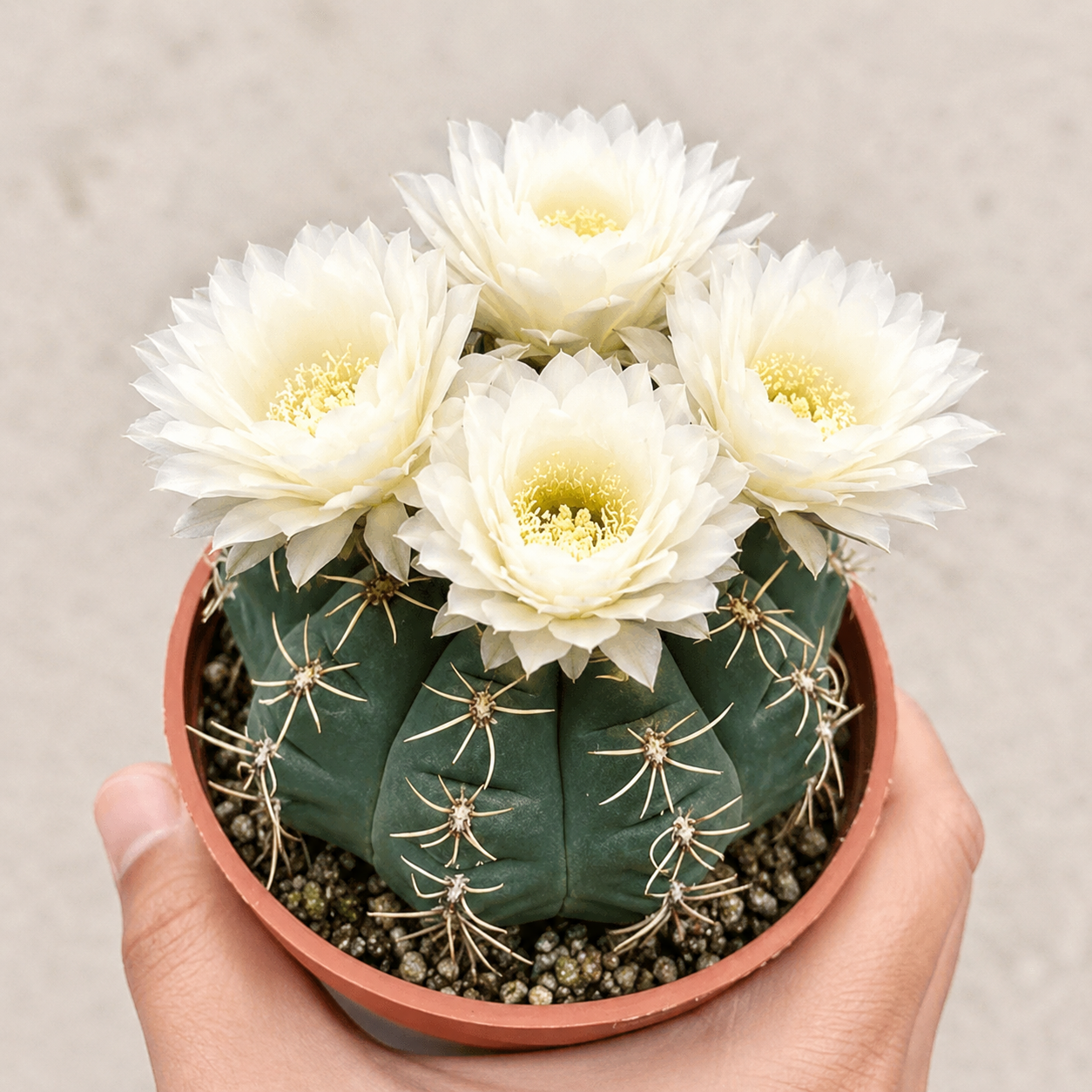 🌵 Upoznajte svog novog najboljeg prijatelja – kaktus Gymnocalycium baldianum! 💕-HR