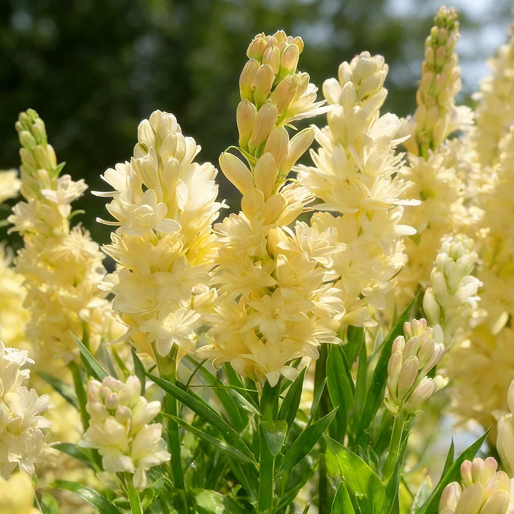🌺Divkārši smaržojoša tuberozes sīpoli — Mēness dārza zieds-LV