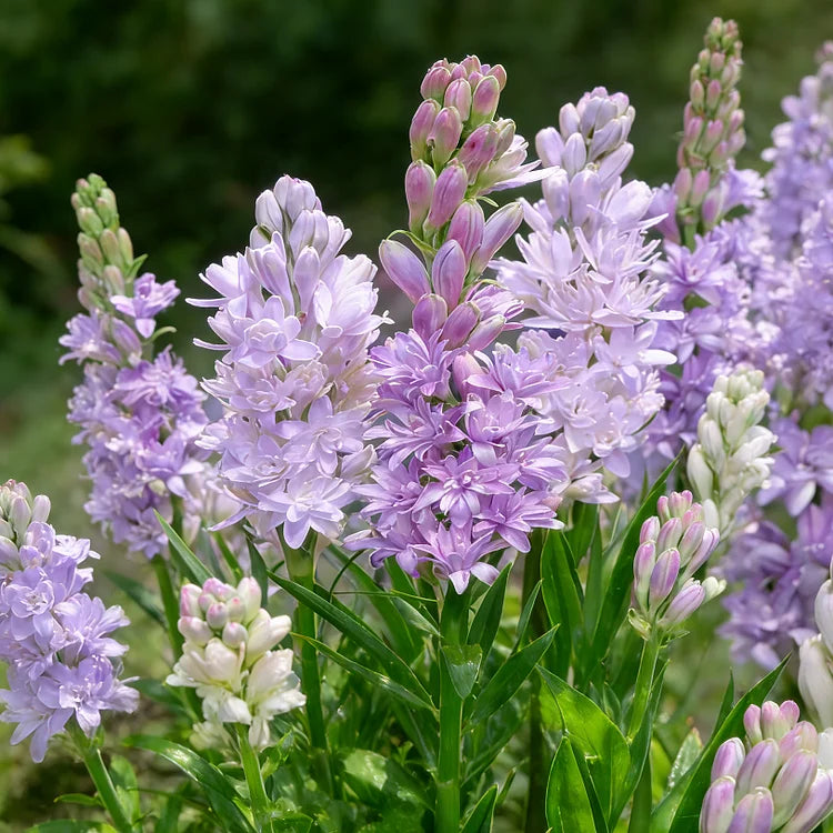 🌺Divkārši smaržojoša tuberozes sīpoli — Mēness dārza zieds-LV