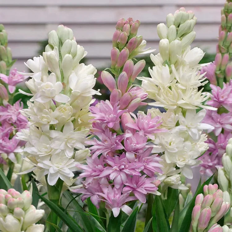 🌺Divkārši smaržojoša tuberozes sīpoli — Mēness dārza zieds-LV